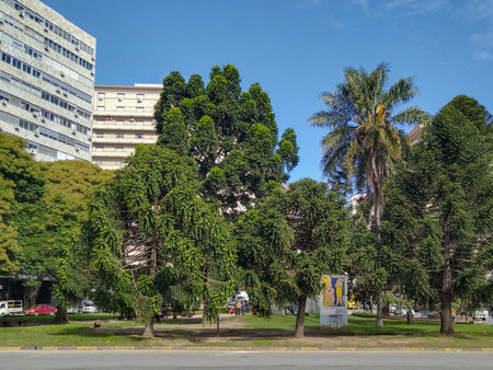 Araucaria trees at Isabel de castilla sqaure, montevideo city, uruguayの写真素材
