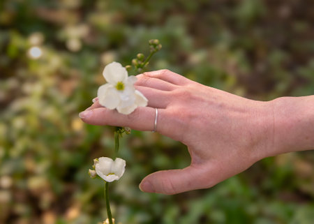 A gentle hand reaching out to touch a delicate white flower at outdoor garden, symbolizing a connection with nature and the beauty of life.の写真素材
