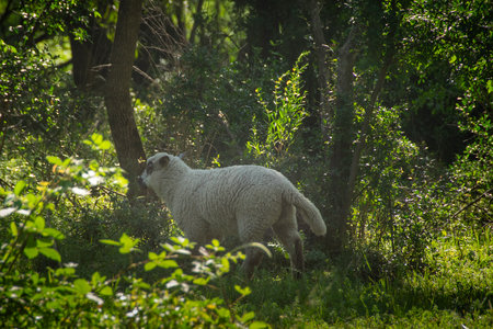 Free sheep at gallery forest near santa lucia river at los cerrillos, canelones, uruguayの写真素材