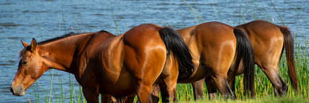 Group ofo horses drinking water at border of santa lucia river, los cerrillos, canelones department, uruguayの写真素材