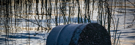 A discarded metal barrel floating in a wetland, surrounded by reeds and rippling water during sunset.の写真素材