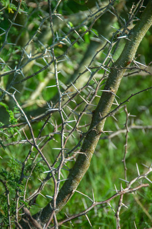 Stem with thorns and plants closeup detail shot, los cerrillos, canelones department, uruguay