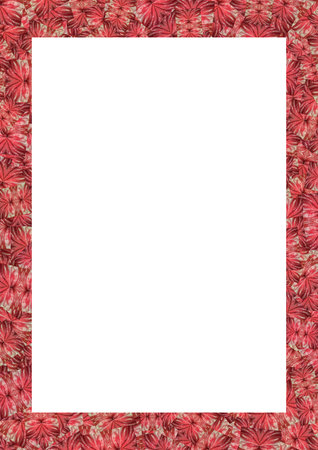 Blank frame with red anthurium flower collage design bordersの写真素材