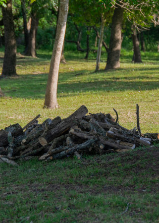 Stack of firewood at forest gallery at los cerrillos, canelones department, uruguayの写真素材