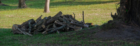 Stack of firewood at forest gallery at los cerrillos, canelones department, uruguayの写真素材