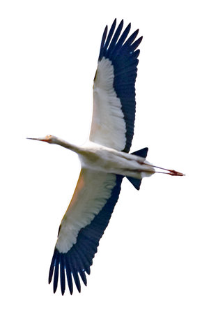 White flying heron with open wings low angle shot isolated photoの写真素材