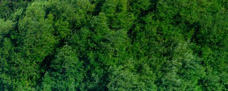 Panoramic wide shot of gallery forest trees near beach, bariloche, rio negro province, argentinaの写真素材