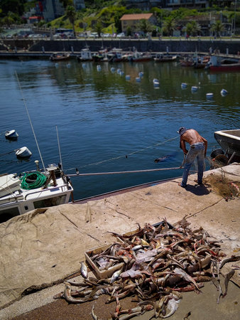 Piriapolis, Uruguay - December 22 2024: Fishermen workers working with just caught fishes in sunny morning of December at Piriapolis city port, Maldonado department, Uruguayの写真素材