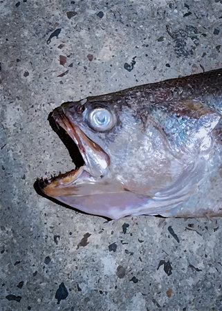 High angle side view atlantic fish lying over groundの写真素材