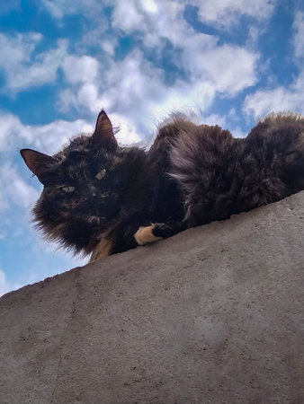 Low angle shot adult black cat at top of exterior wall looking at the camera