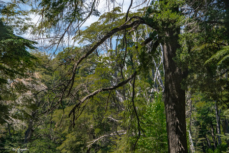 Summer day landscape scene at leafy patagonian forest, nahuel haupi park, san carlos de bariloche, rio negro province, patagonia, argentinaの写真素材