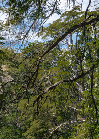 Summer day landscape scene at leafy patagonian forest, nahuel haupi park, san carlos de bariloche, rio negro province, patagonia, argentinaの写真素材