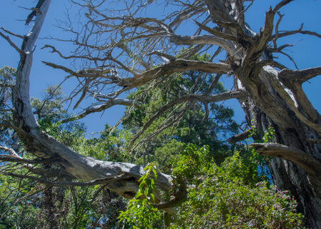 Summer day landscape scene at leafy patagonian forest, nahuel haupi park, san carlos de bariloche,...