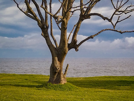 Big tree at waterfront park, punta carretas neighborhood, montevideo, uruguayの写真素材