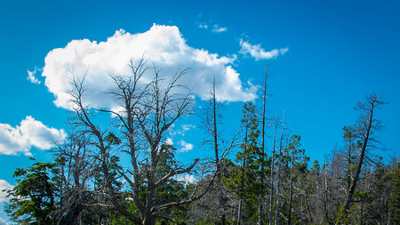 Low angle view forest landscape, nahuel huapi park, rio negro province, patagonia, argentina.