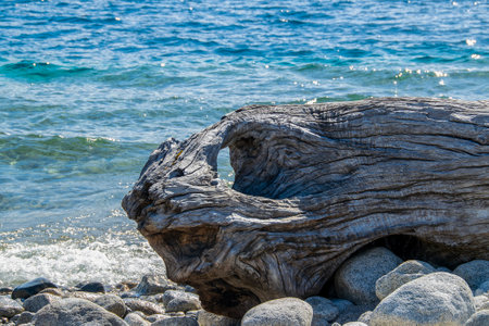 Big dry trunk at border of one of the beaches of bariloche, nahuel huapi national park, rio negro province, argentina.の写真素材