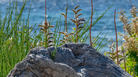 Sunny summer day landscape at one of the beaches of bariloche, nahuel huapi national park, rio negro province, argentina.の写真素材
