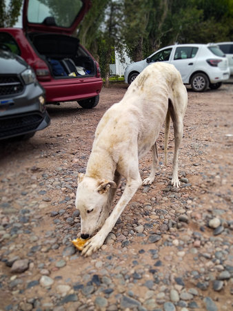 Slim dog eating at stone patterned ground at outdoors car parking, rio negro province, argentinaの写真素材