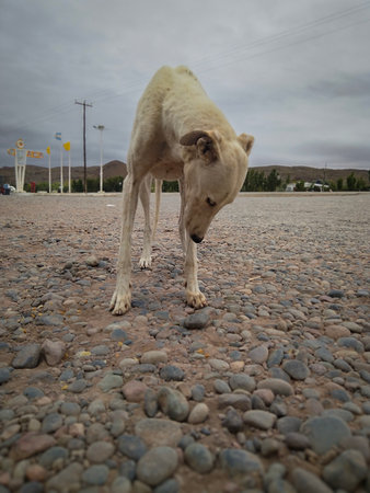 Slim dog at stone patterned ground at highway gas station, rio negro province, argentinaの写真素材