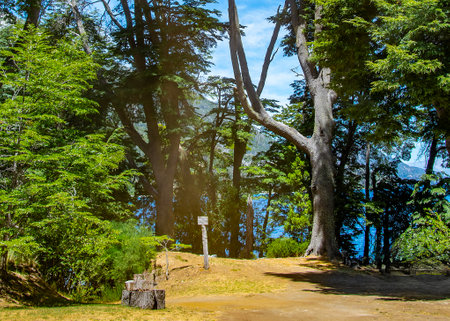 Low angle view, patagonian forest, nahuel haupi national park, san carlos de bariloche, rio negro province, patagonia, argentinaの写真素材
