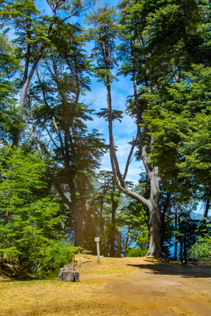 Low angle view, patagonian forest, nahuel haupi national park, san carlos de bariloche, rio negro province, patagonia, argentinaの写真素材