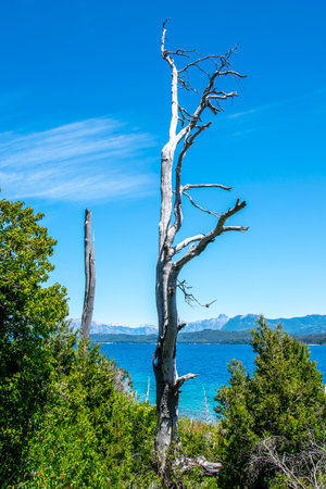 Summer day landscape scene at leafy patagonian forest, nahuel haupi park, san carlos de bariloche, rio negro province, patagonia, argentinaの写真素材