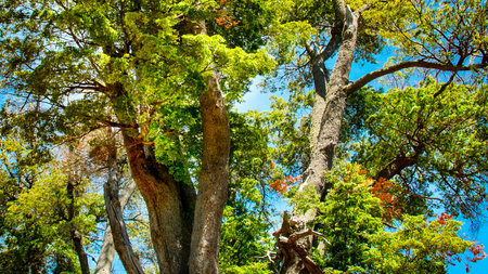 Oak trees low angle view, patagonian forest, nahuel haupi national park, san carlos de bariloche,...
