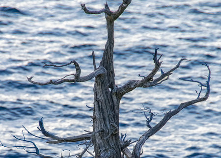 Leave less tree at border of nahuel haupi lake, nahuel huapi national park, bariloche, rio negro province, patagonia, argentinaの写真素材