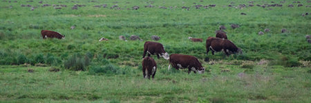 Group of bovine livestock grazing freely at meadow landscape, chubut province, patagonia, argentinaの写真素材