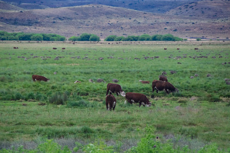 Group of bovine livestock grazing freely at meadow landscape, chubut province, patagonia, argentinaの写真素材