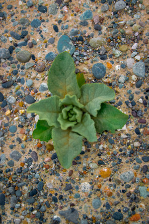 A small, resilient plant emerges from a rocky and sandy ground, showcasing nature's strength and...