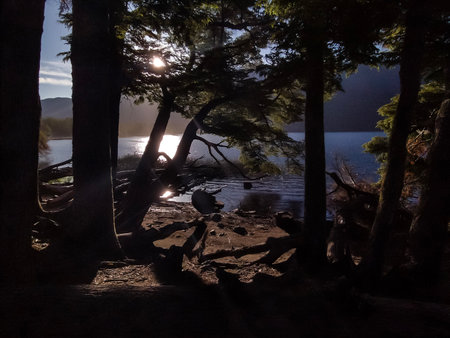 Summer day forest landscape scene at border of lake, patagonia, argentinaの写真素材