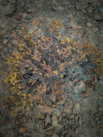 A small, resilient plant emerges from a rocky and sandy ground, showcasing nature's strength and adaptability.の写真素材