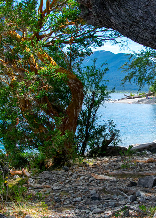 Forest and lake landscae at summer time, los alerces national park, chubut province, argentina,の写真素材