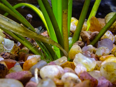 Close-up photograph of a natural scene featuring plants and stones inside an domestic aquarium.の写真素材