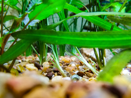 Close-up photograph of a natural scene featuring plants and stones inside an domestic aquarium.の写真素材