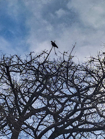 Black bird standing at top of leave-less tree branches at blue sky backgroud day, montevideo city, uruguayの写真素材