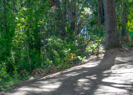 Hiking trail at los alerces national park, a world heritage site located in chubut province, patagonia, argentinaの写真素材