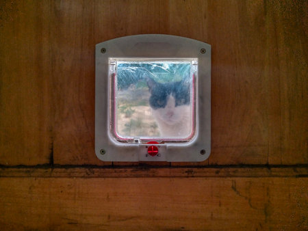 A black and white cat white waiting to enter is looking through a transparent pet door installed on a wooden door.の写真素材