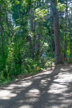Hiking trail at los alerces national park, a world heritage site located in chubut province, patagonia, argentinaの写真素材
