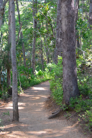 Hiking trail at los alerces national park, a world heritage site located in chubut province, patagonia, argentinaの写真素材