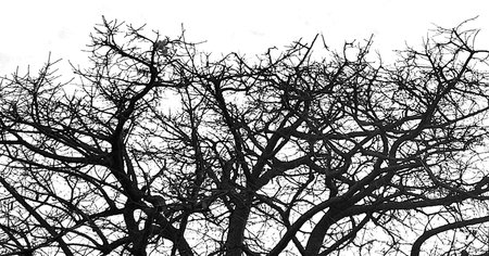 Tree branches pattern isolated on blank background photoの写真素材