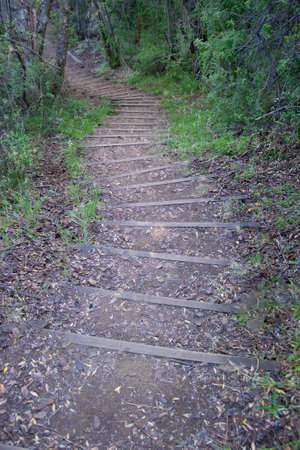Hiking trail at los alerces national park, a world heritage site located in chubut province, patagonia, argentinaの写真素材