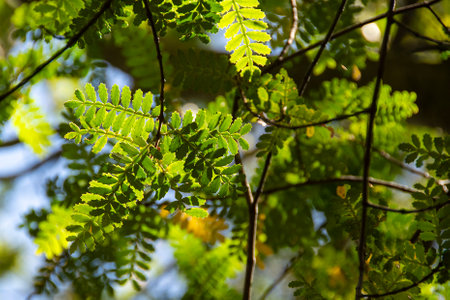 Cypress leaves detail shot, los alerces national park, a world heritage site located in chubut...