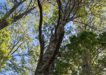 Larch trees, los alerces national park, a world heritage site located in chubut province, patagonia,...