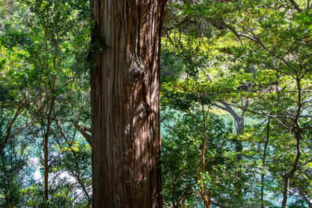 Larch tree trunk, los alerces national park, a world heritage site located in chubut province,...