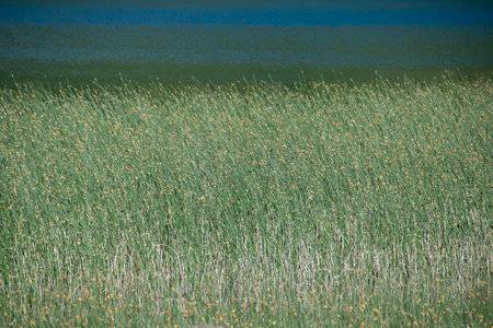 A dense patch of green reeds growing at the edge of a body of water, los alerces national park, a world heritage site located in chubut province, patagonia, argentinaの写真素材
