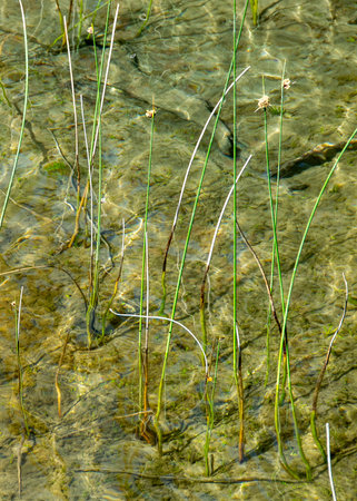 A close-up view of delicate reeds emerging from clear, shallow water, los alerces national park, a world heritage site located in chubut province, patagonia, argentinaの写真素材