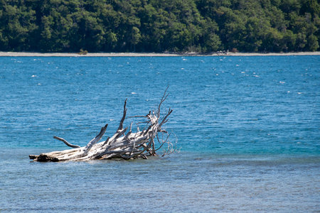 High angle view tree trunk lying at lake, los alerces national park, a world heritage site located in chubut province, patagonia, argentinaの写真素材