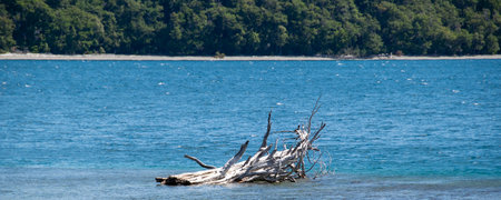 High angle view tree trunk lying at lake, los alerces national park, a world heritage site located in chubut province, patagonia, argentinaの写真素材